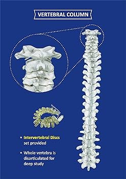 ZX TeachingNest Human Skeleton Disarticulated with